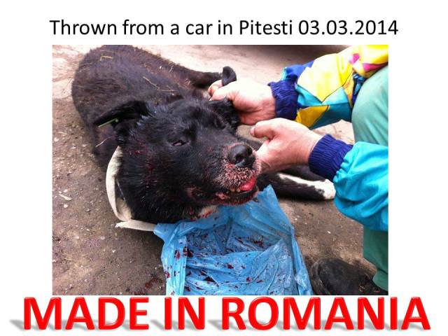Bleeding Romania The Truth About Stray Dogs From Romania Graphic