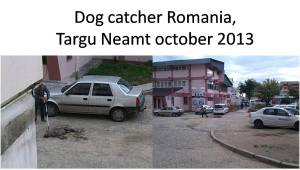 dog catcher Targu Neamt