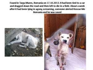 Found in Targu Mures, Romania on 17